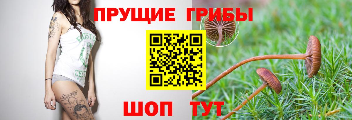 Псилоцибиновые грибы Psilocybine cubensis Новый Уренгой